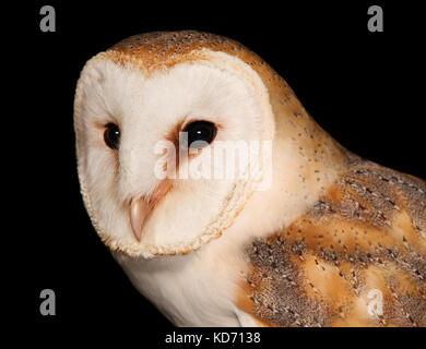 Barn Owl Tyto alba in studio Stock Photo