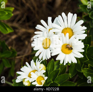 Blooming Montauk daisy flower with honey bee Stock Photo