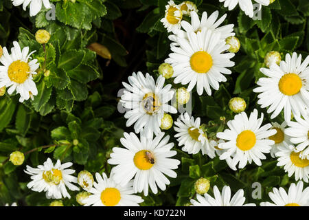 Blooming Montauk daisy flower with honey bee and bumble bee Stock Photo