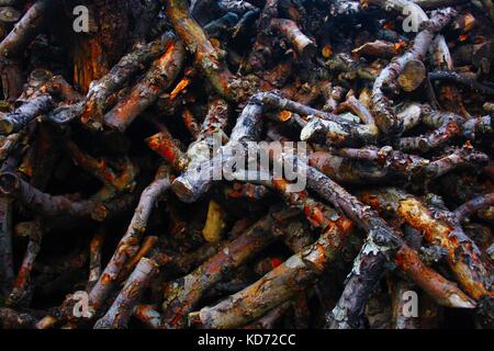 Big Pile Of Cut Up Apple Tree Branches On A Farm In County Armagh, Northern Ireland Stock Photo