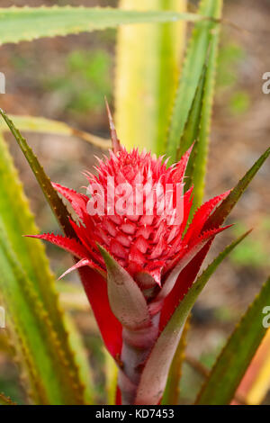 Decorative inflorescence of red Spanish pineapple (Ananas bracteatus) Stock Photo