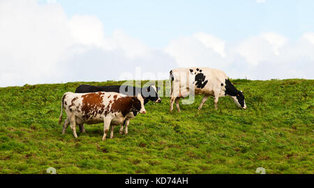 Three cows graze on the meadow in a sunny day Stock Photo