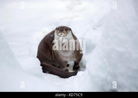 European river otter (Lutra lutra) on riverbank in deep snow in winter Stock Photo