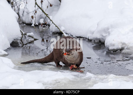 European river otter (Lutra lutra) eating caught fish on riverbank in the snow in winter