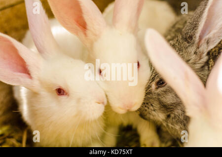 Feeding rabbits on animal farm in rabbit-hutch. Stock Photo