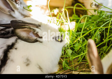 Feeding rabbits on animal farm in rabbit-hutch.