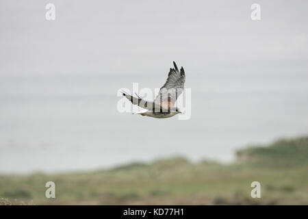 Variable hawk Buteo polyosoma in flight Falkland Islands