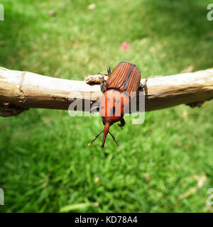 Red Palm Weevil, Rhynchophorus Ferrugineus, Standing on Yellow Branch Stock Photo