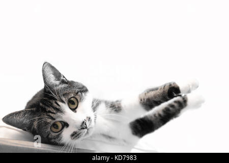 Cat laying down with paws stretched on an isolated white background Stock Photo