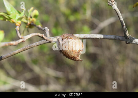 Ootheca hierodula transcaucasica on a branch. Pending the winter mantis eggs in a dense cocoon. Stock Photo