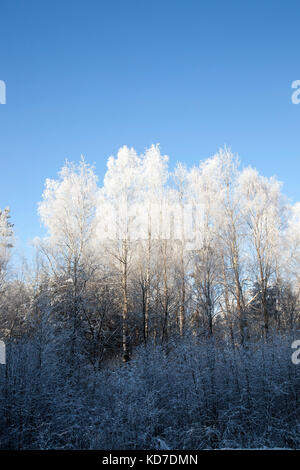 Frost on the branches of trees Stock Photo