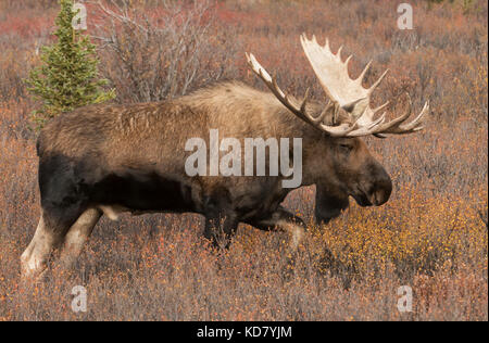 Bull Moose, Autumn, Alaska-Yukon variety, Large Antlers, Denali National Park, Alaska Stock Photo