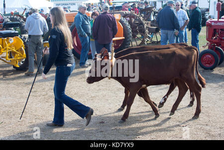 A teenage girl leads her prize oxen through the fairgrounds at the Fryeburg Fair, Fryeburg, Maine, USA Stock Photo