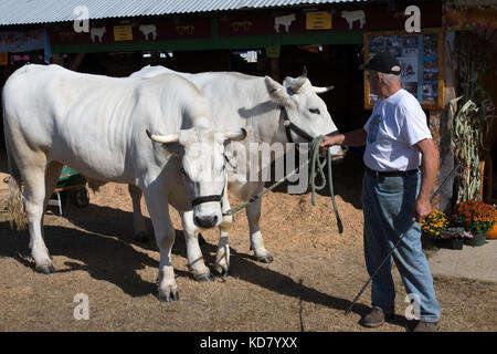 A pair of prize oxen (Amos & Andy) and their owner at the Fryeburg Fair, Fryeburg, Maine, USA Stock Photo