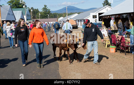 A group of teenagers lead their prize oxen to competition at the Fryeburg Fair, Fryeburg, Maine Stock Photo