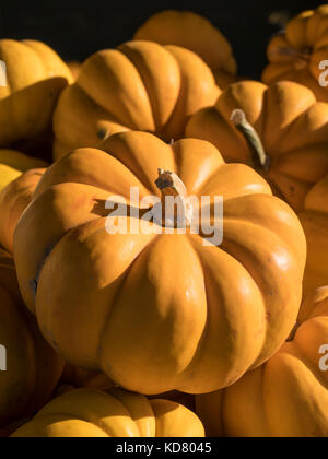 Mini-pumpkins, Woodstock Farmers' Market, West Woodstock, Vermont. Stock Photo