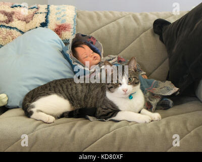 Grey and white cat on sofa with doll. Stock Photo