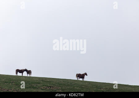 A couple of horses and another isolated one on a mountain peak, beneath an overcast sky Stock Photo