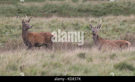 Two young red deer stags standing and looking alert in grassland Stock Photo