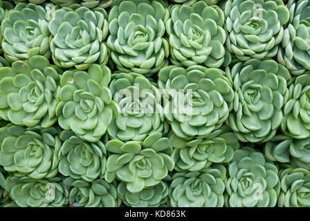 Succulents in rows of green rosettes forming an abstract pattern Stock Photo