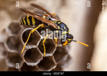 A young Paper Wasp Queen builds a nest to start a new colony. Stock Photo