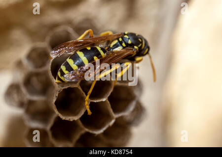 A young Paper Wasp Queen builds a nest to start a new colony. Stock Photo