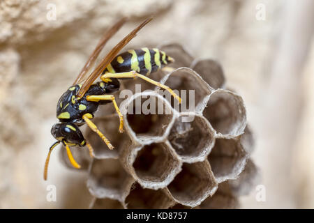 A young Paper Wasp Queen builds a nest to start a new colony. Stock Photo