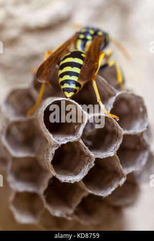 A young Paper Wasp Queen builds a nest to start a new colony. Stock Photo