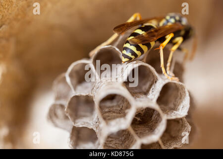 A young Paper Wasp Queen builds a nest to start a new colony. Stock Photo