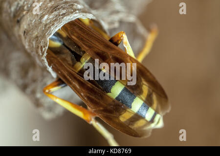 A young Paper Wasp Queen builds a nest to start a new colony. Stock Photo