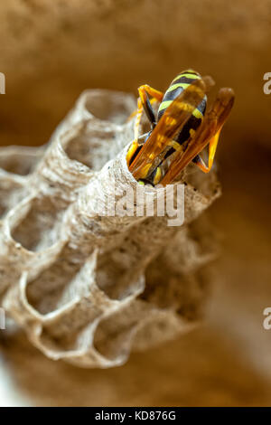 A young Paper Wasp Queen builds a nest to start a new colony. Stock Photo