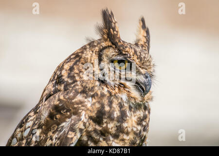 spotted eagle owl close up Stock Photo