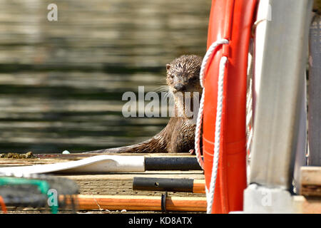 A shy  river otter (Lutra canadensis);  hiding behind some equipment on the dock at Yellow Point Lodge near Nanaimo British Columbia CANADA Stock Photo