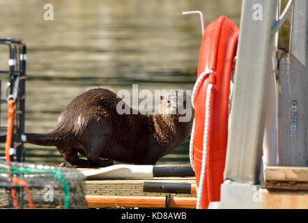 A wild river otter  (Lutra canadensis); on the boat dock at Yellow Point Lodge near Nanaimo on Vancouver Island British Columbia Canada Stock Photo