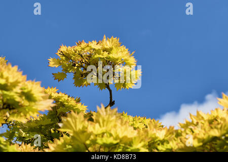 Acer shirasawanum 'Aureum' Maple tree leaves bathed in autumn sunshine,at RHS Gardens,Harlow Carr,Harrogate,North Yorkshire,England,UK. Stock Photo