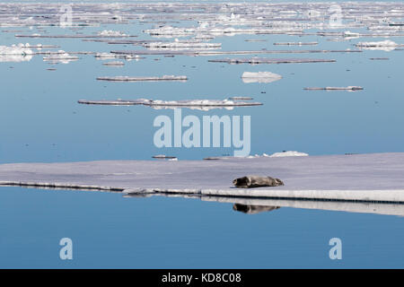 Bearded seal / square flipper seal (Erignathus barbatus) resting on ice floe in the Arctic Ocean, Svalbard / Spitsbergen, Norway Stock Photo