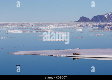 Bearded seal / square flipper seal (Erignathus barbatus) resting on ice floe in the Arctic Ocean, Svalbard / Spitsbergen, Norway Stock Photo