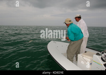 A fisherman lands a tarpon caught while fly fishing the Florida Keys near Key West Stock Photo