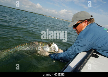 A fisherman lands a tarpon caught while fly fishing the Florida Keys near Key West Stock Photo