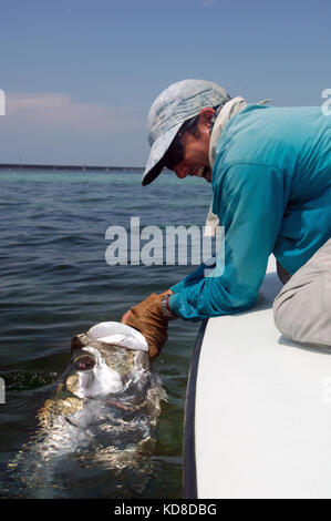 A fisherman lands a tarpon caught while fly fishing the Florida Keys near Key West Stock Photo