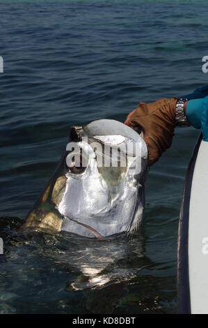 A fisherman lands a tarpon caught while fly fishing the Florida Keys near Key West Stock Photo