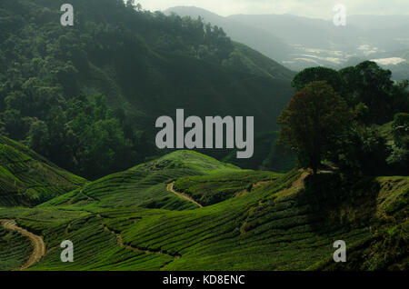 Tea Plantation in Cameron Highlands Stock Photo