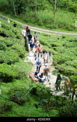 Tea Plantation in Cameron Highlands Stock Photo