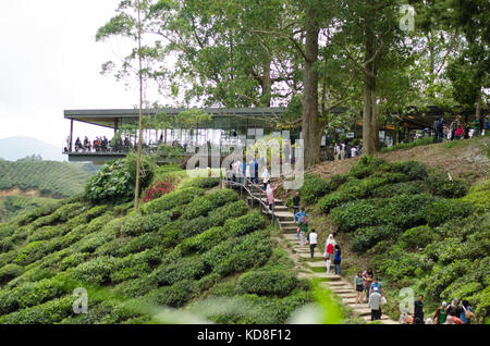 Tea Plantation in Cameron Highlands Stock Photo