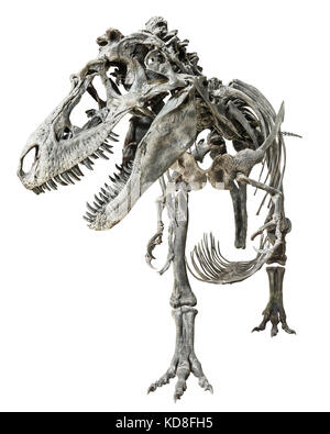 Tyrannosaurus Rex skeleton on isolated background . Stock Photo