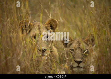 Two lions, one a male with very short mane on the left, out hunting giraffe in Botswana Stock Photo