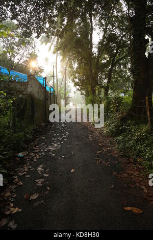 Path Road Way Pathway On Sunny Day In Summer Forest. Sunbeams Pour Through Trees. Indian Nature Stock Photo