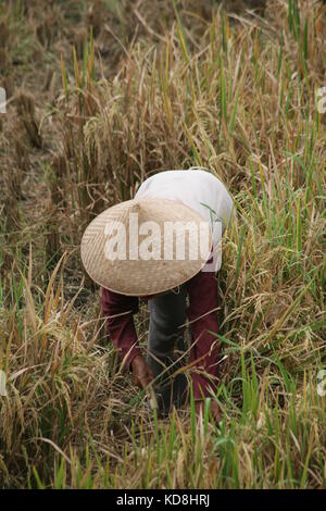 Frau im Reisfeld bei der Ernte - Woman in rice field at harvest Stock Photo