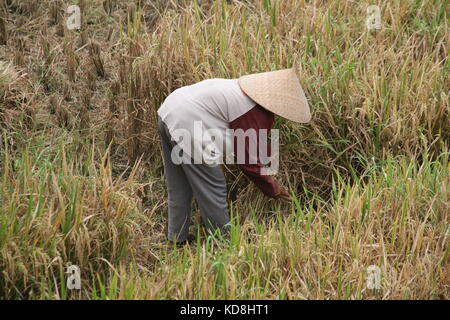 Frau im Reisfeld bei der Ernte - Woman in rice field at harvest Stock Photo