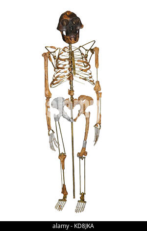 Australopithecus afarensis (AL 288-1) (Lucy Stock Photo - Alamy